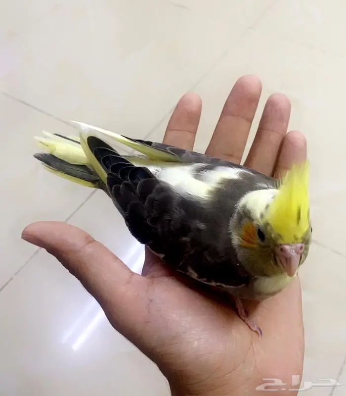 فروخ كروان 0