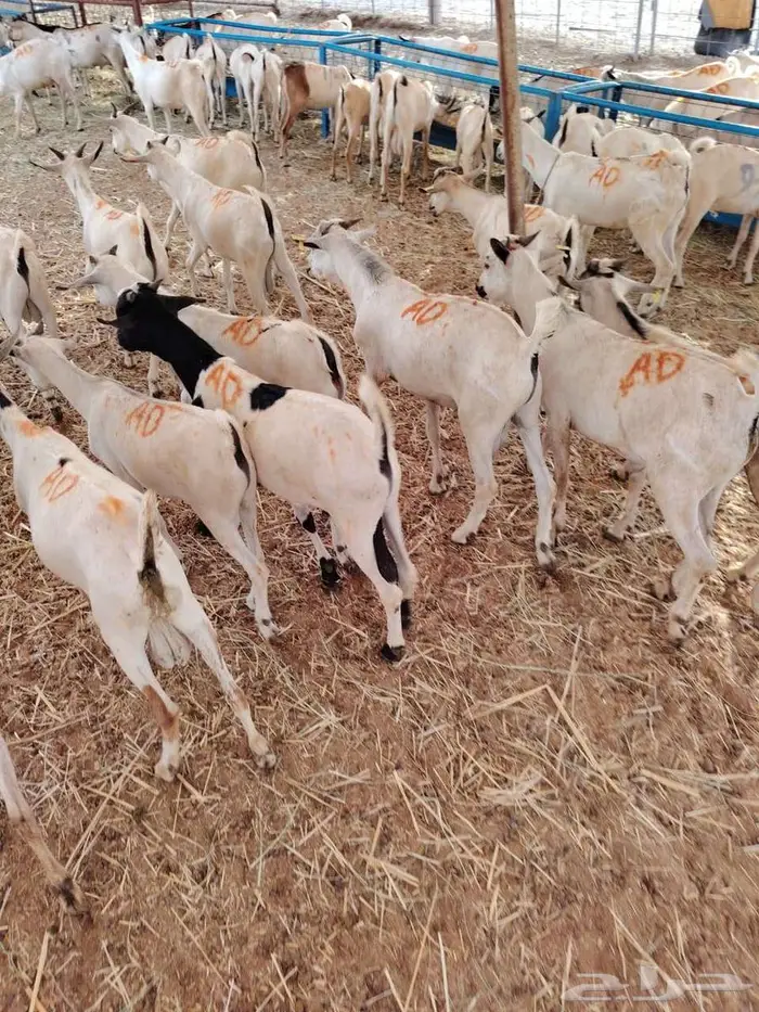 تيوس صوماليه للبيع لاصحاب الجمله والملاحم جدعان تنيان 0
