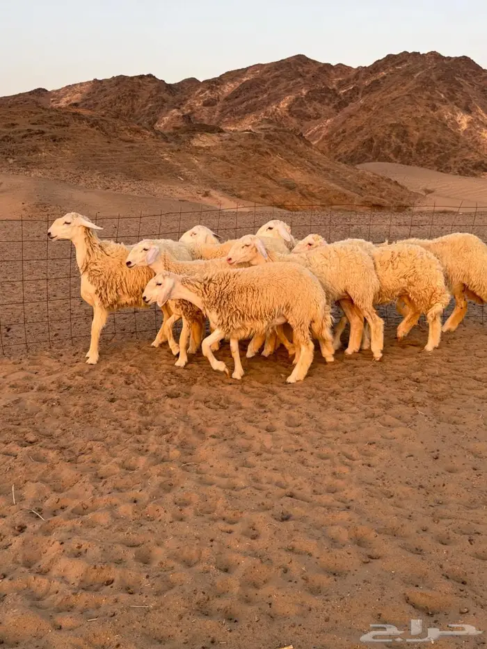 رخال حرية 10