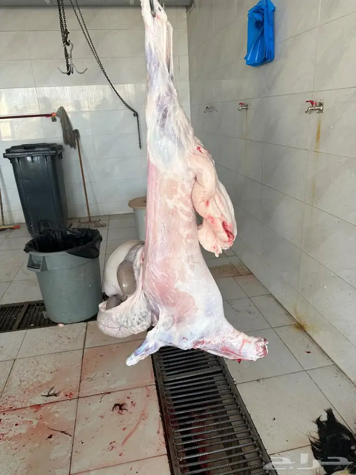 متوفر نص ذبيحه 2