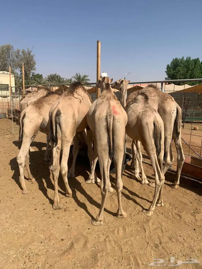 حشوان صوماليه جوده عالية بسوم حلال للزبون الصامل 0
