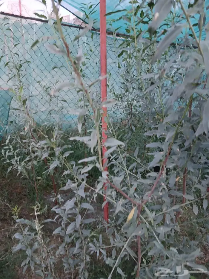 شتلات لوز 2