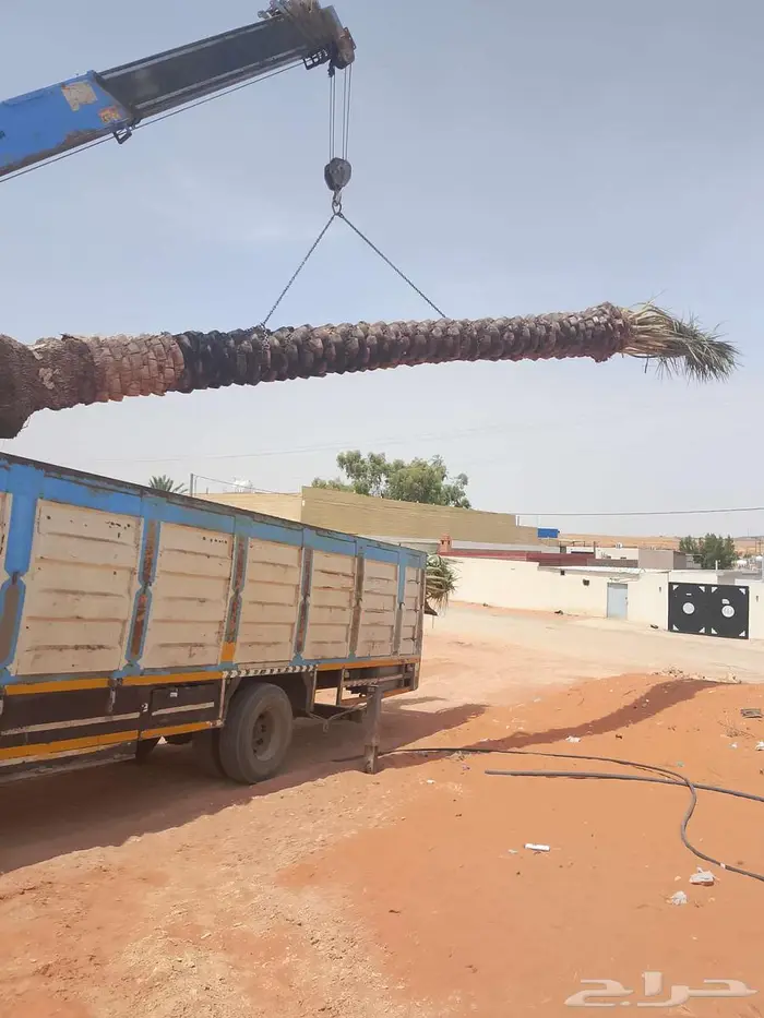 نخيل للبيع فسايل فروخ واشنطني صقعي خلاص مجدول سكري برحي هلال 3