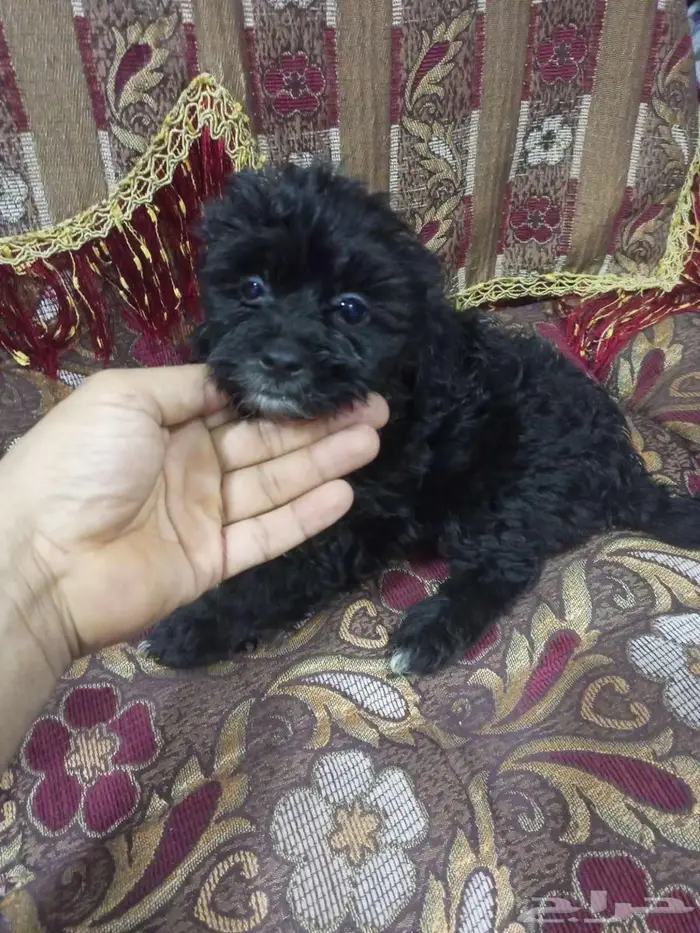 للبيع كلاب صغير عمر شهرين 3