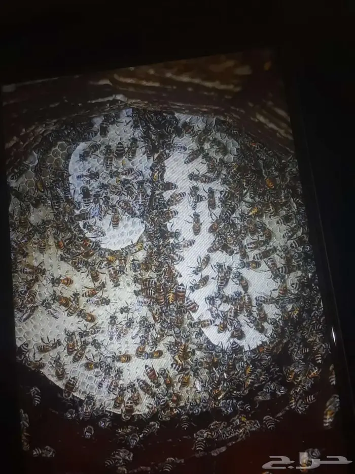 نحل بلدي 0