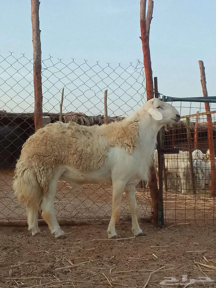 فحل حري صنف الصنف 1
