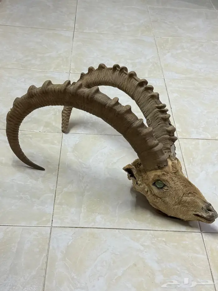 رأس وعل محنط للسوم 0