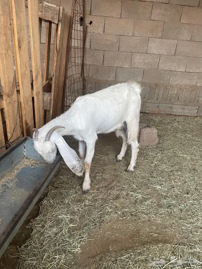 عنز حليب ... وتيس وجفره هجين بورقت 3