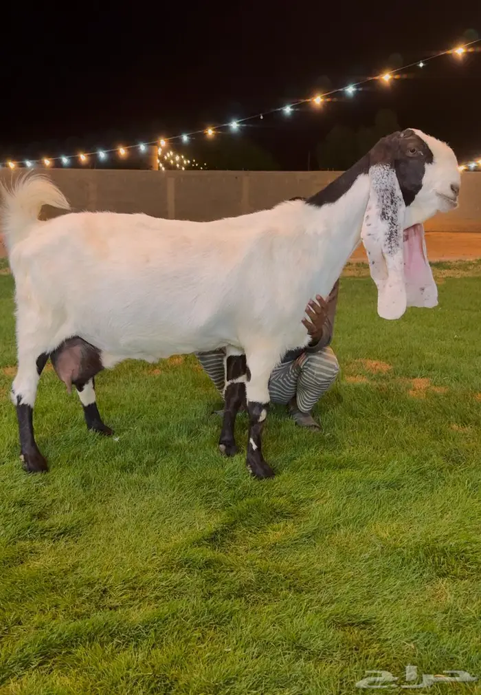 عنز مطوره. دافع شرط على فحل كفووو منتج ابيض 0