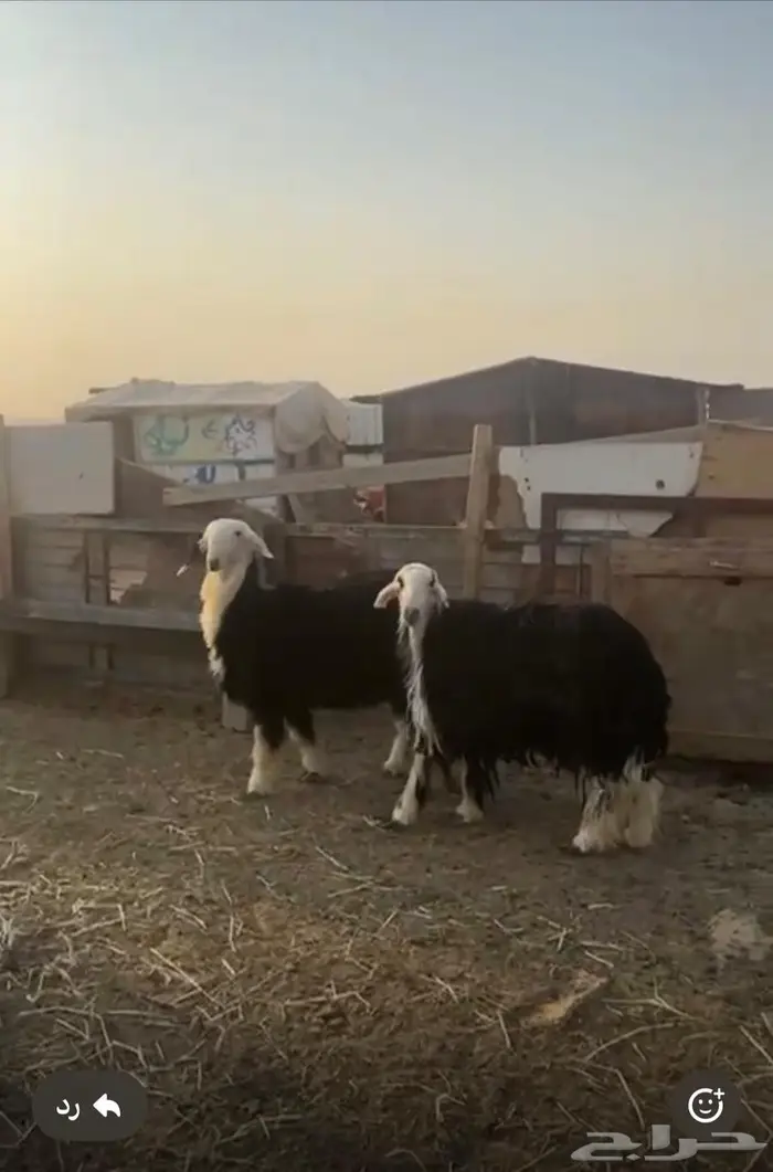 نجد جذعات حيل 0