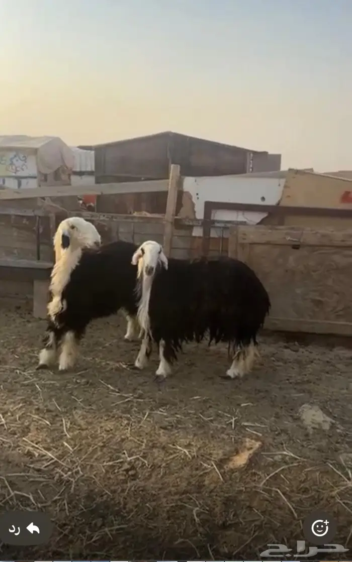 نجد جذعات حيل 1