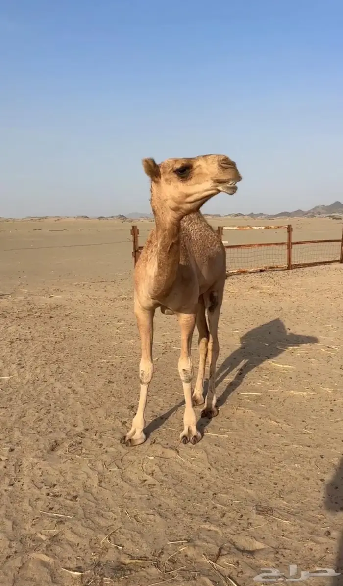 بكره مفروده كفو ابوها باتلي 4