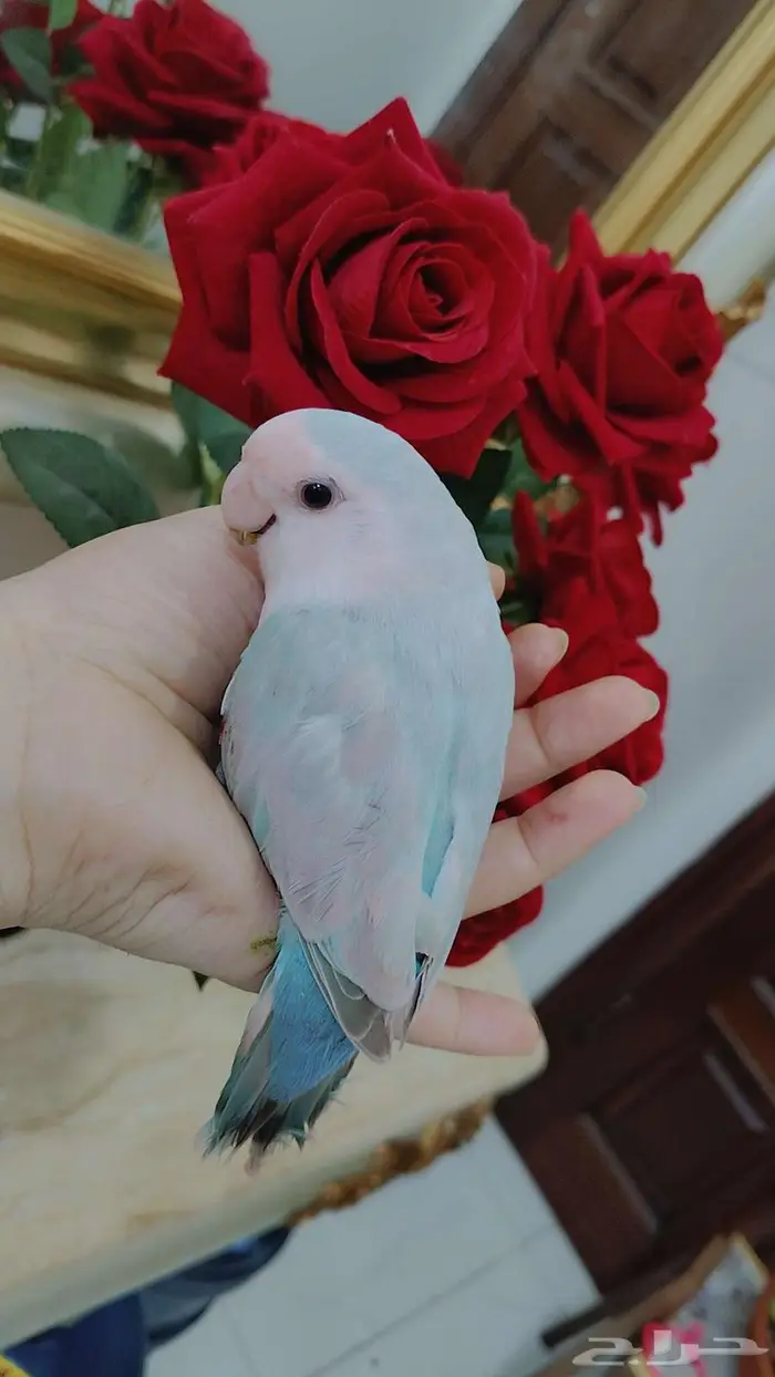 للبيع أجمل ببغاء الروز بلون مميز جدا جدا 0