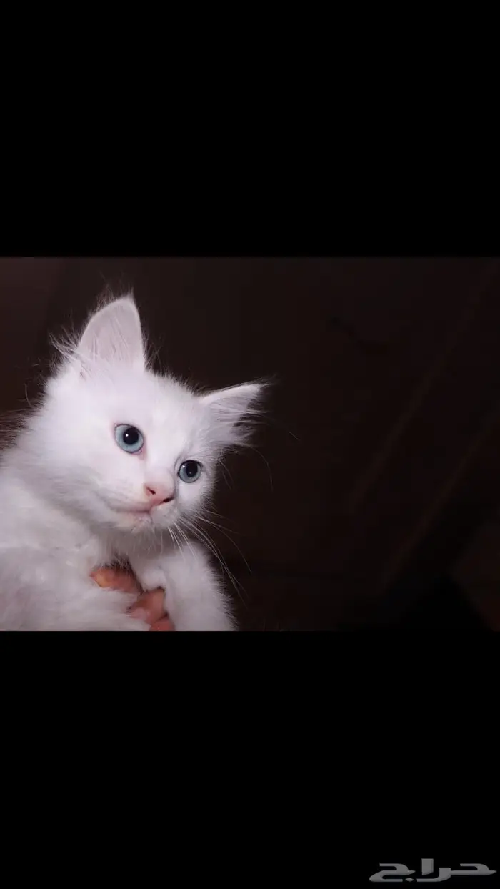 كيتن ابيض و عيون زرقاء 3