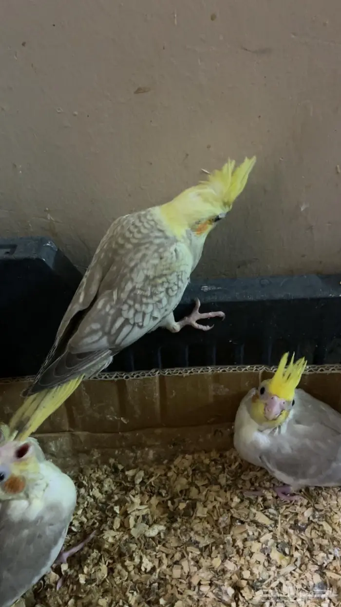 5 فروخ ببغاء كروان للبيع 0
