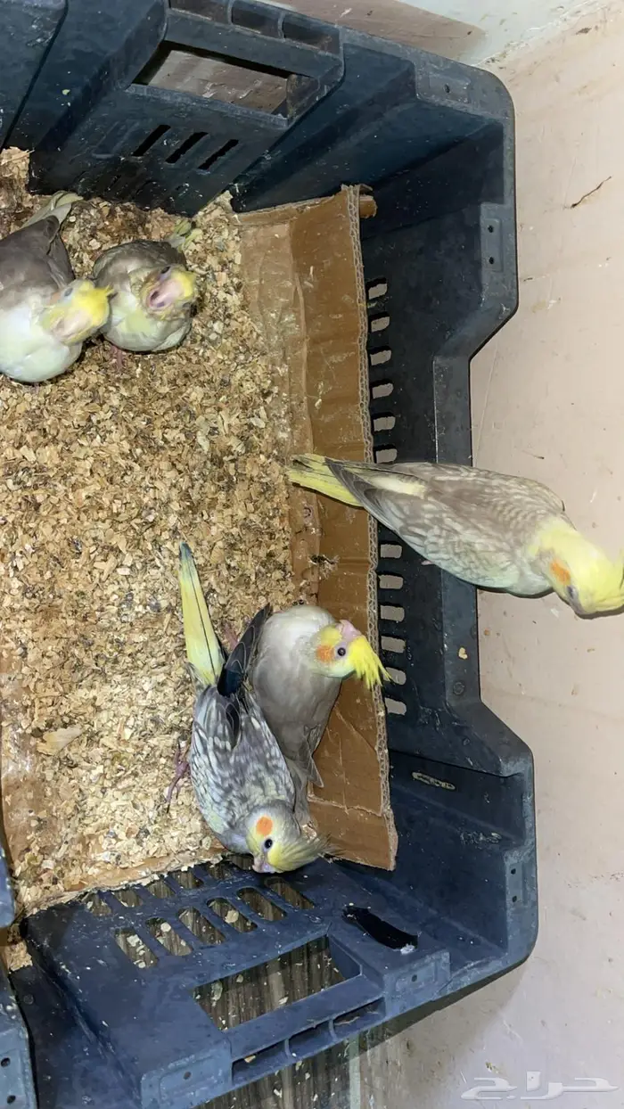 5 فروخ ببغاء كروان للبيع 1