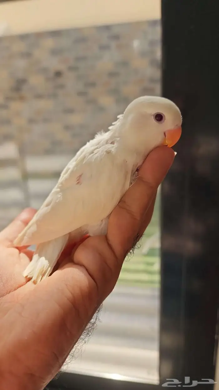 فروخ روز من انتاجي ومحجله 1
