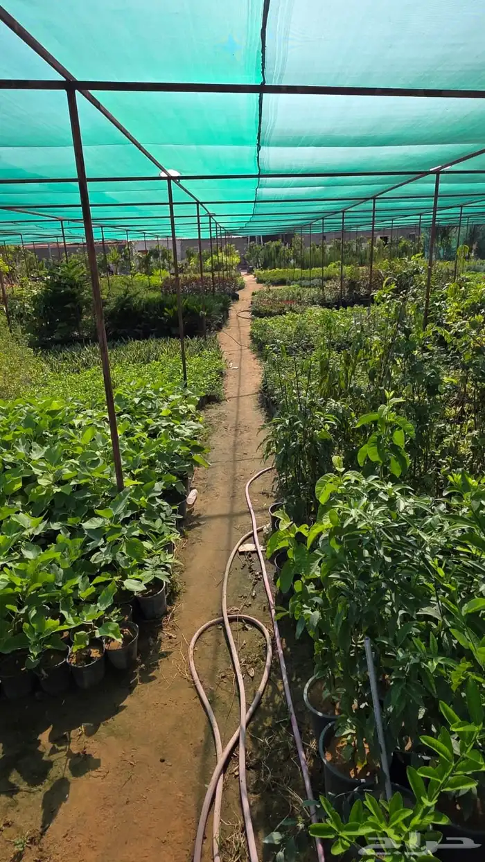 جميع انواع الأشجار متوفرة بالجملة   تأسس مشاتل  حدايق خاص 45