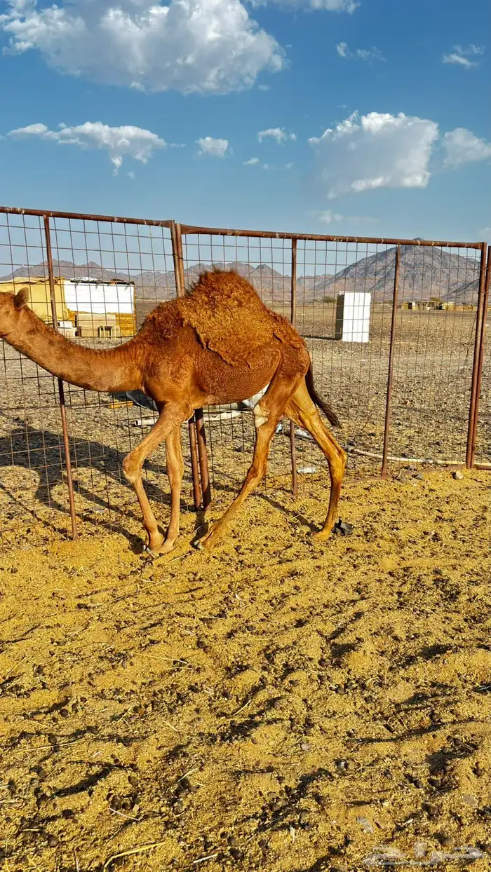 بكره عمرها ثمان اشهر على حليب أمها 1
