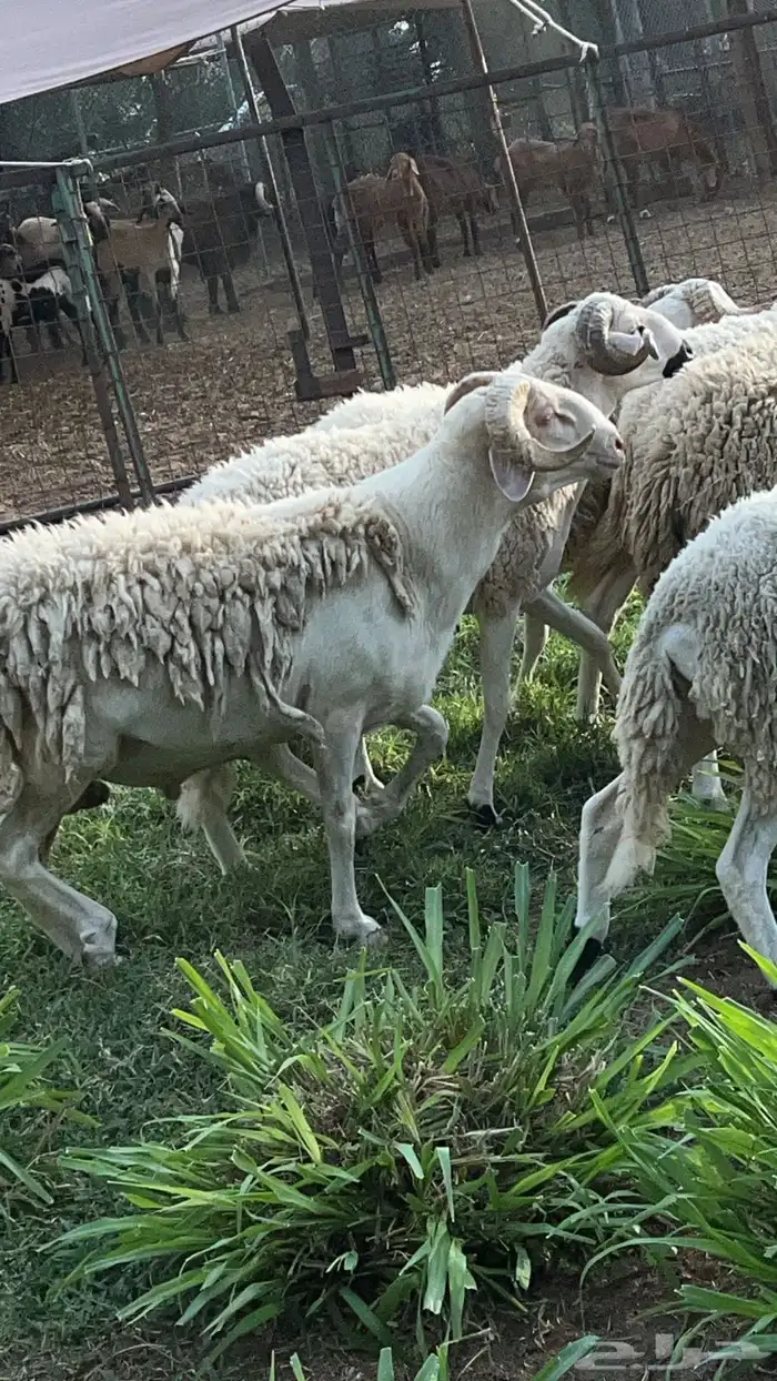 فرصة فرصة فحول صردية مغربية فاخرة 5