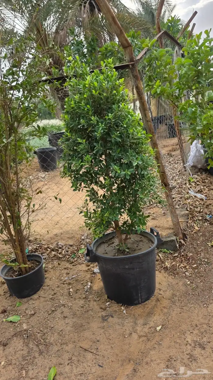 جميع انواع الأشجار متوفرة بالجملة   تأسس مشاتل  حدايق خاص 46