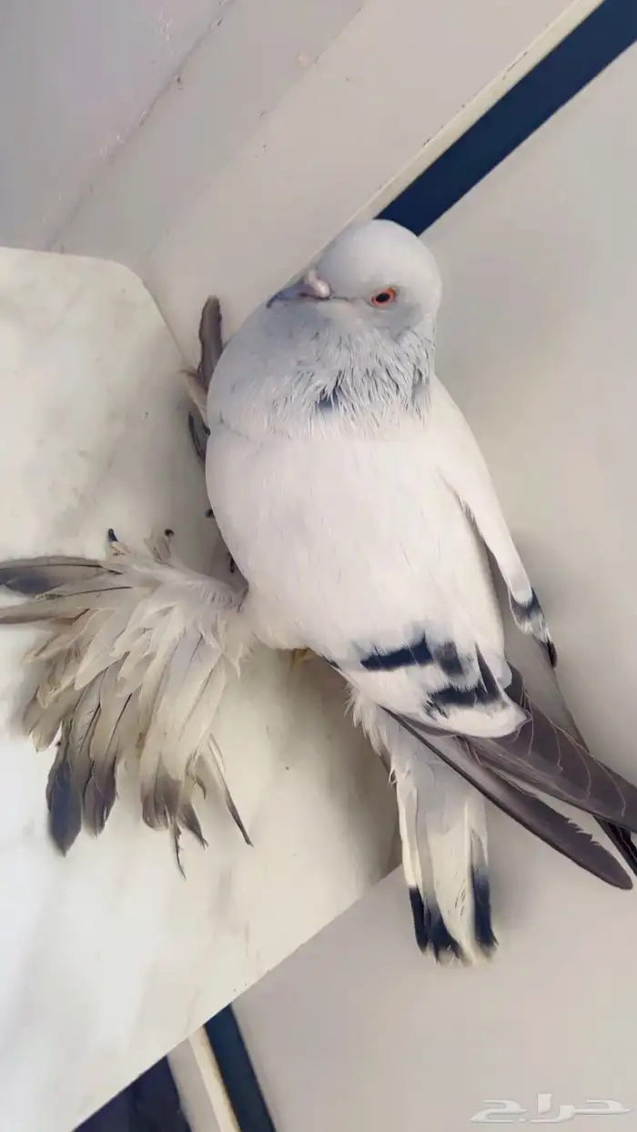 حمامه للبيع 1