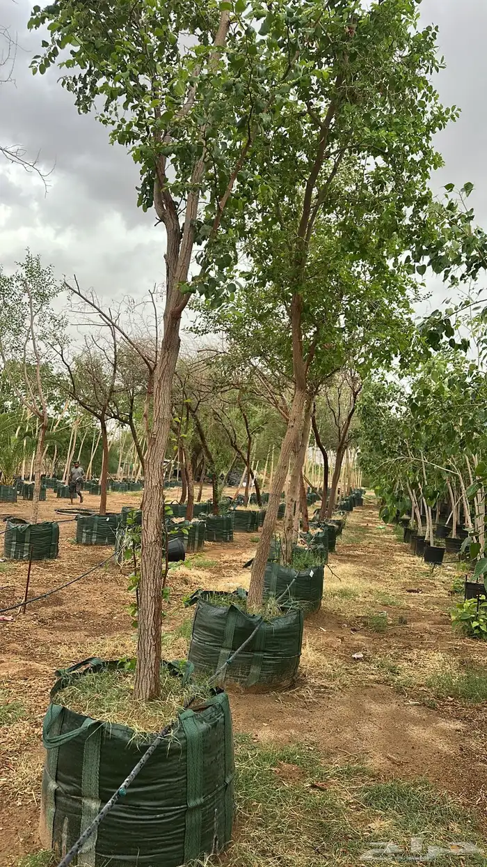 بنسيانا احجام كبيرة  ياسمين هندي  جوافة تايلندي  وسدر  وتين 16