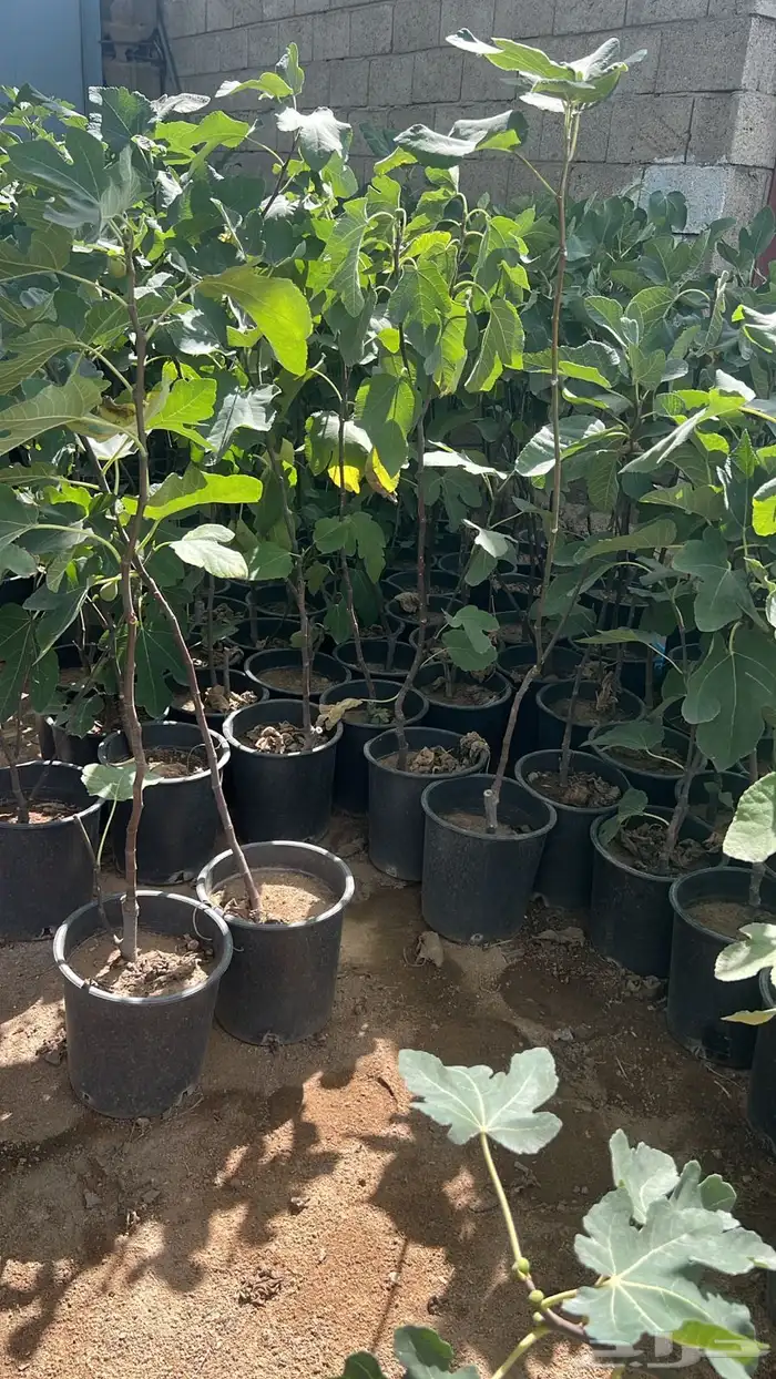 بنسيانا احجام كبيرة  ياسمين هندي  جوافة تايلندي  وسدر  وتين 11