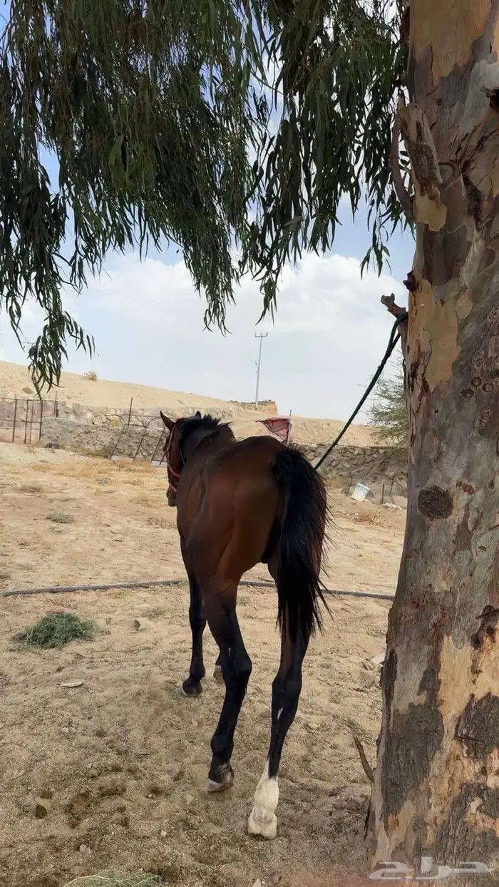 خيل للبيع قابل للبدل  خيل شعبي 3