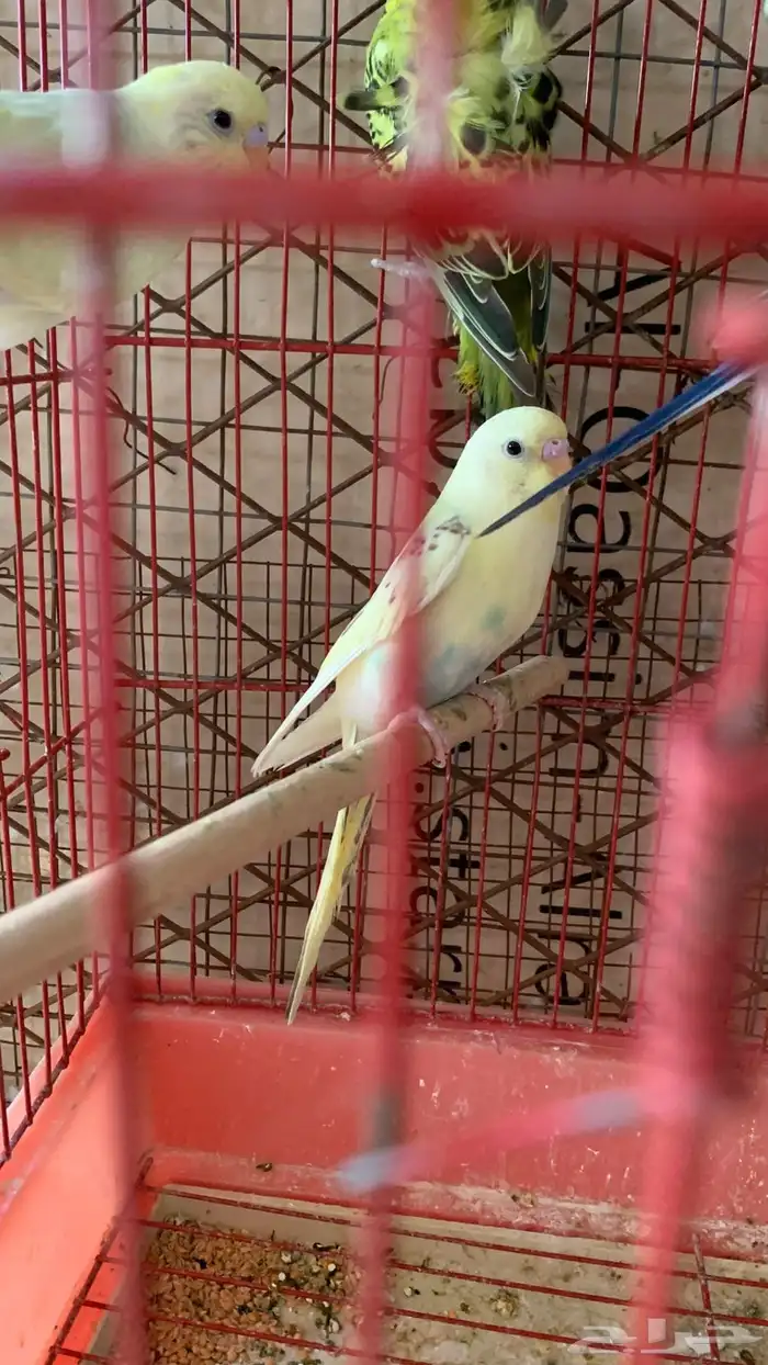 عصافير 4
