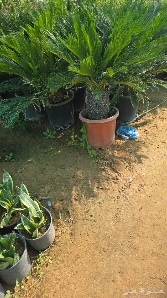 جميع انواع الأشجار متوفرة بالجملة   تأسس مشاتل  حدايق خاص 39