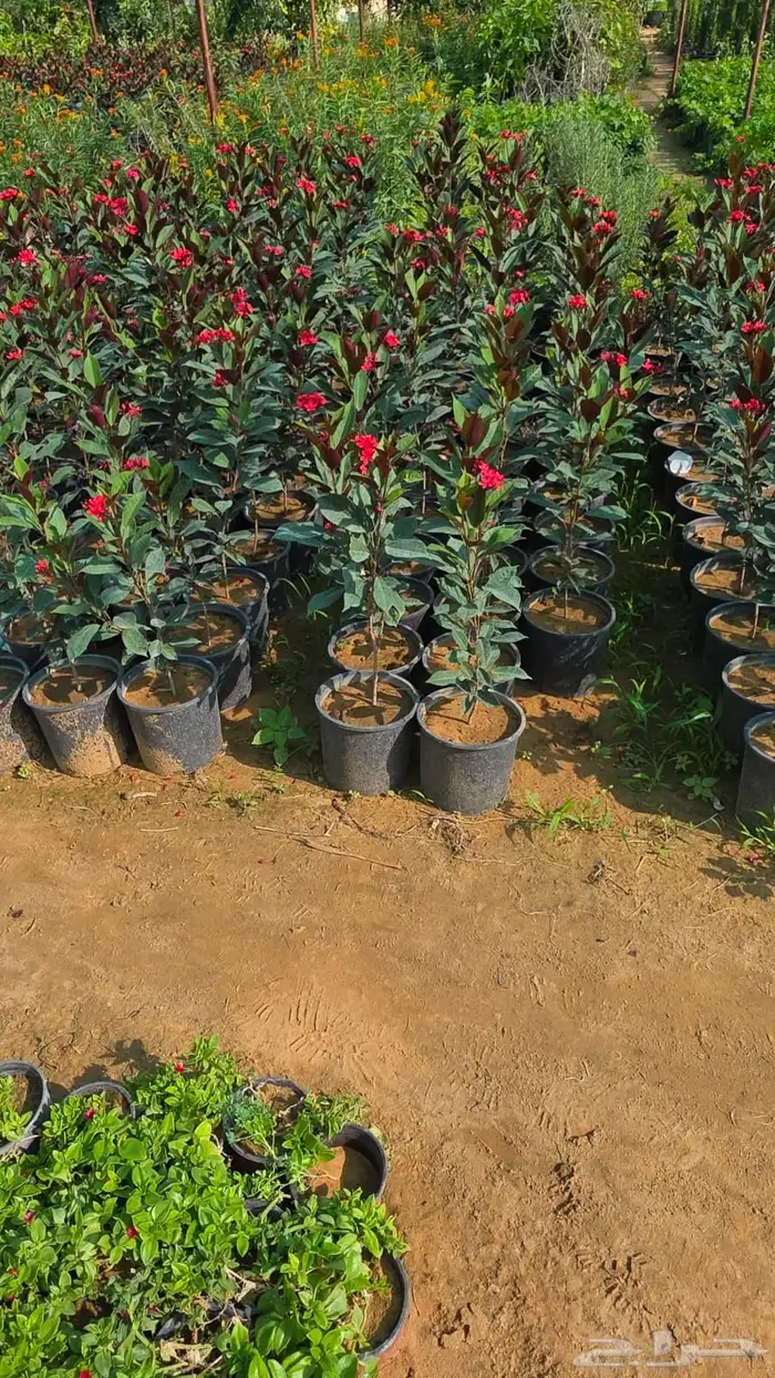 جميع انواع الأشجار متوفرة بالجملة   تأسس مشاتل  حدايق خاص 42