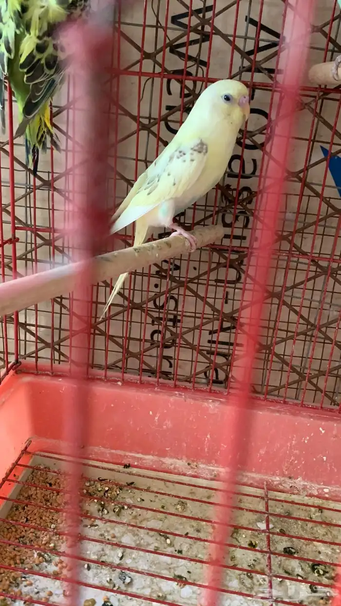 عصافير 1