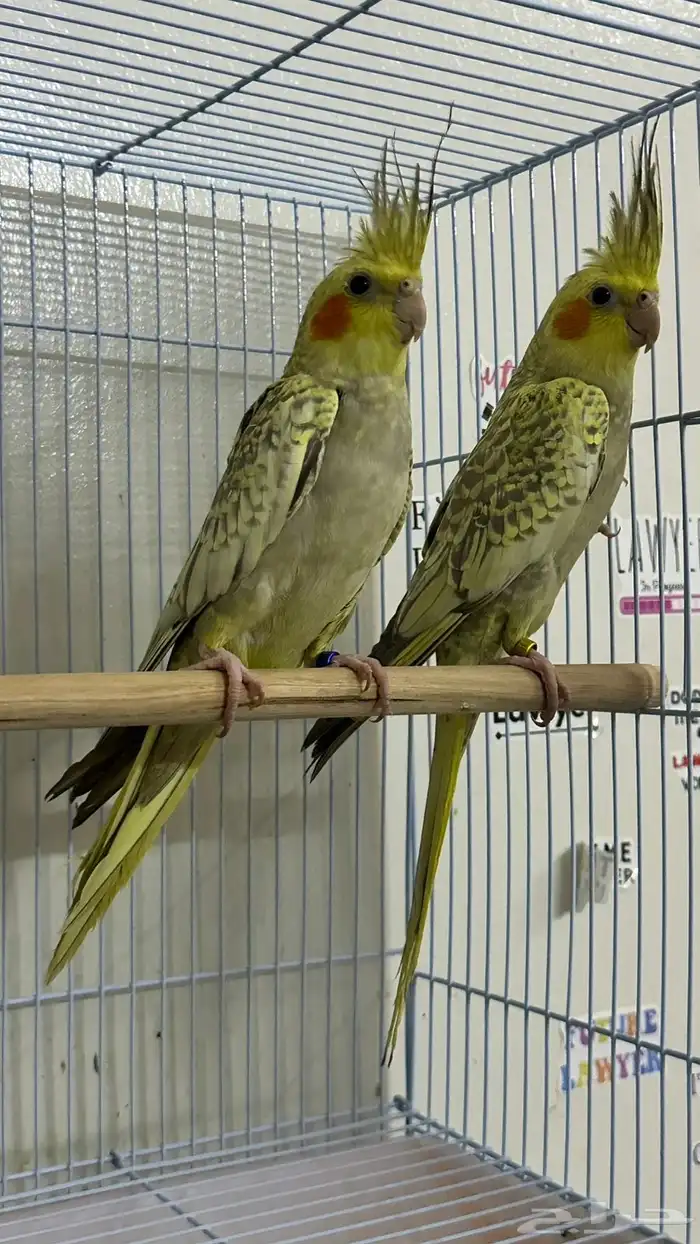 طيور كروان منتجين 1