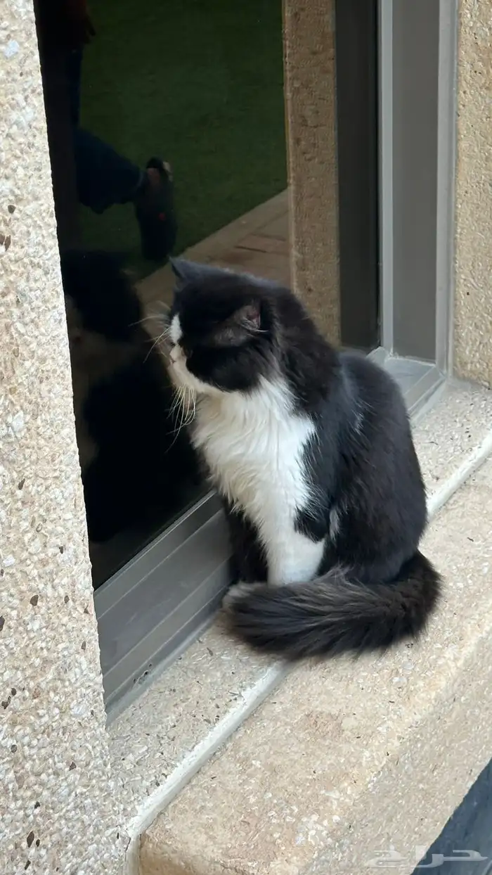 قط للتبني شيرازي 2