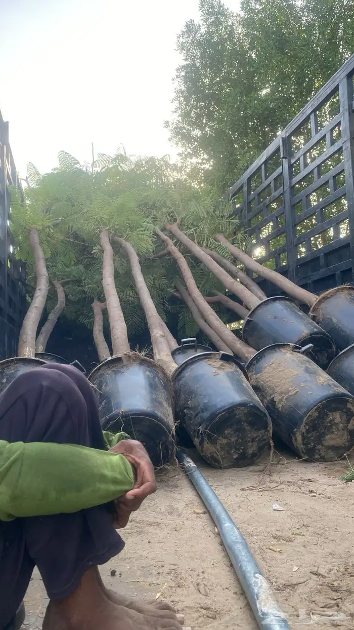 بنسيانا احجام كبيرة  ياسمين هندي  جوافة تايلندي  وسدر  وتين 0