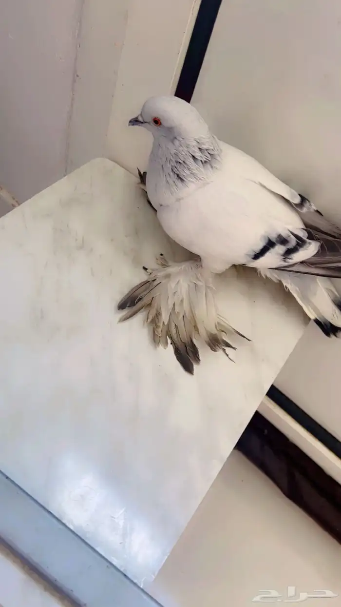 حمامه للبيع 0