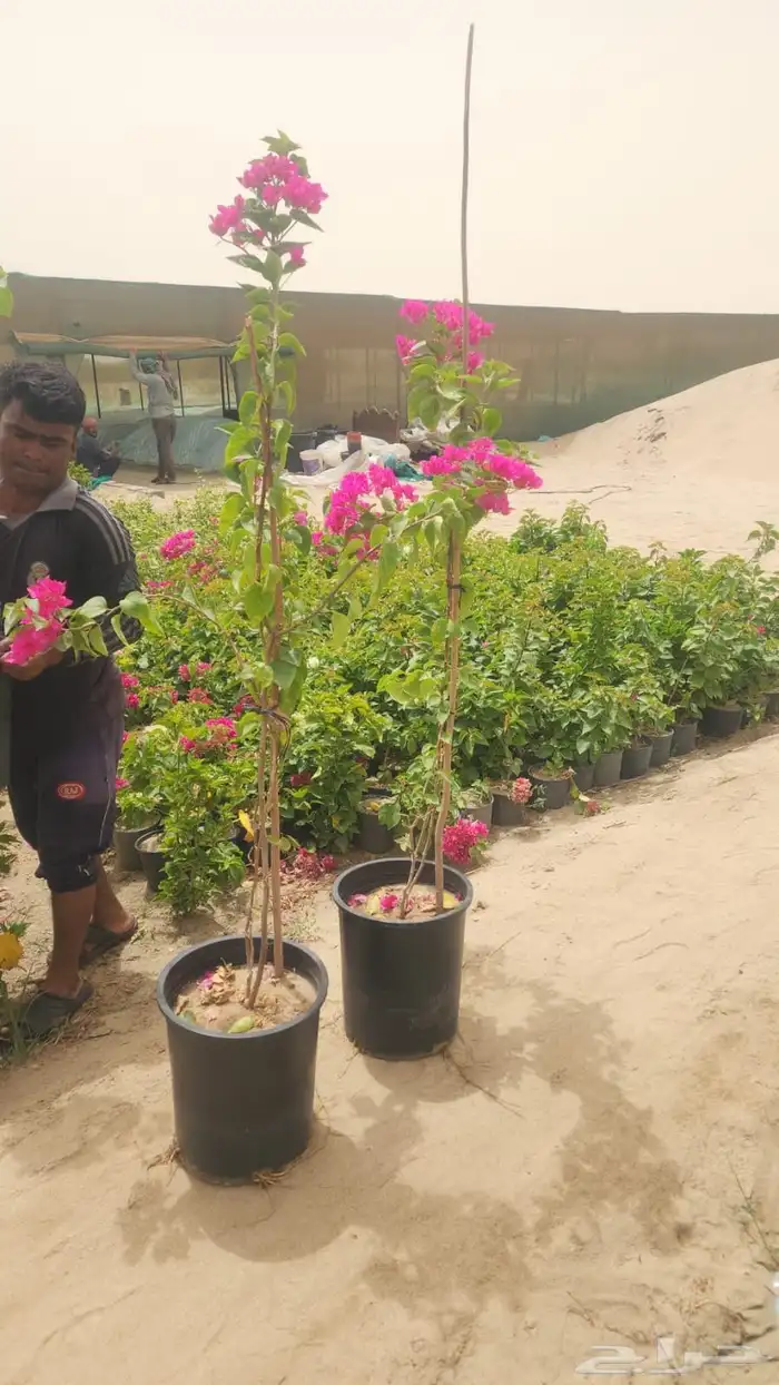 جميع انواع الأشجار متوفرة بالجملة   تأسس مشاتل  حدايق خاص 3