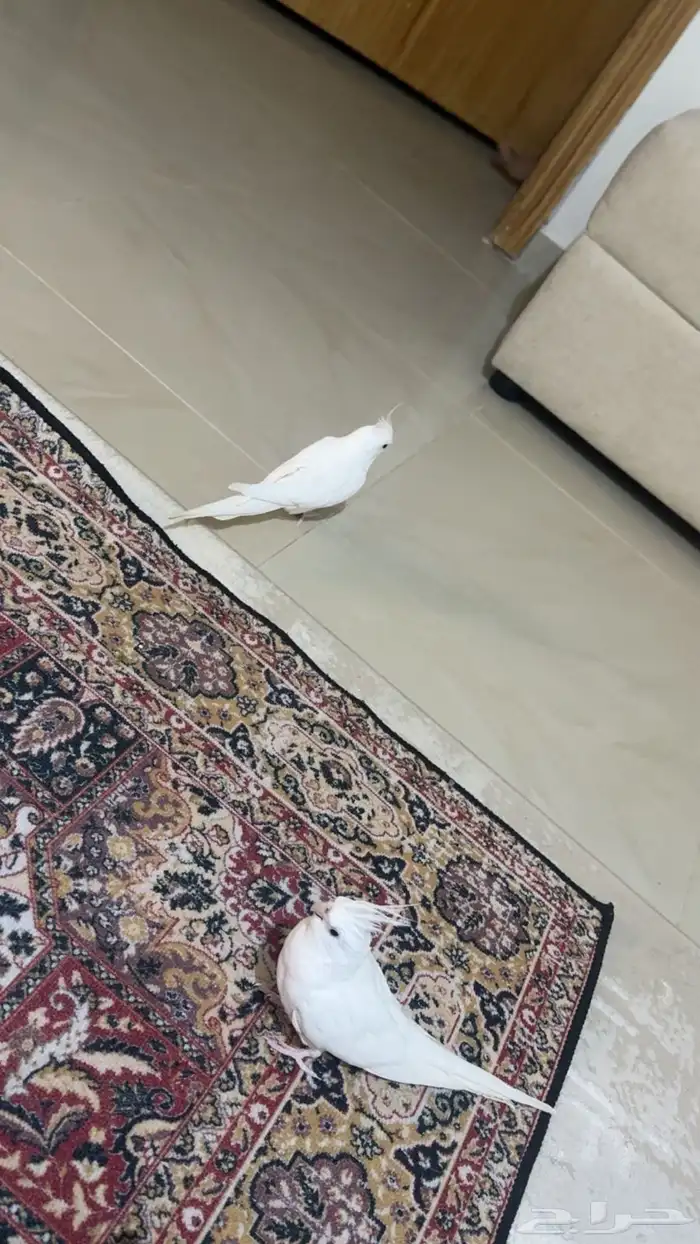 للبيع كروان البينو عيون حمراء 1