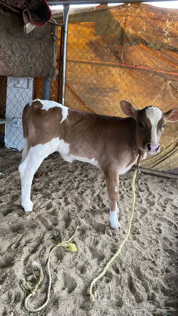 بقره 1