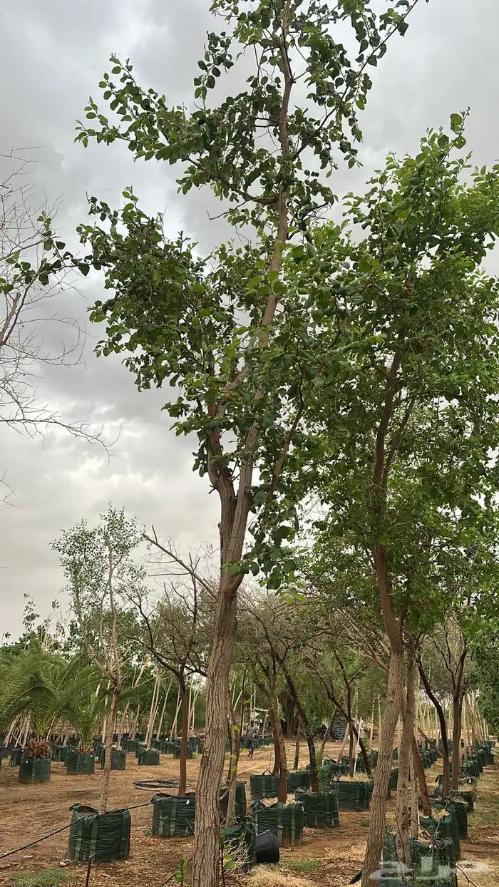 بنسيانا احجام كبيرة  ياسمين هندي  جوافة تايلندي  وسدر  وتين 17