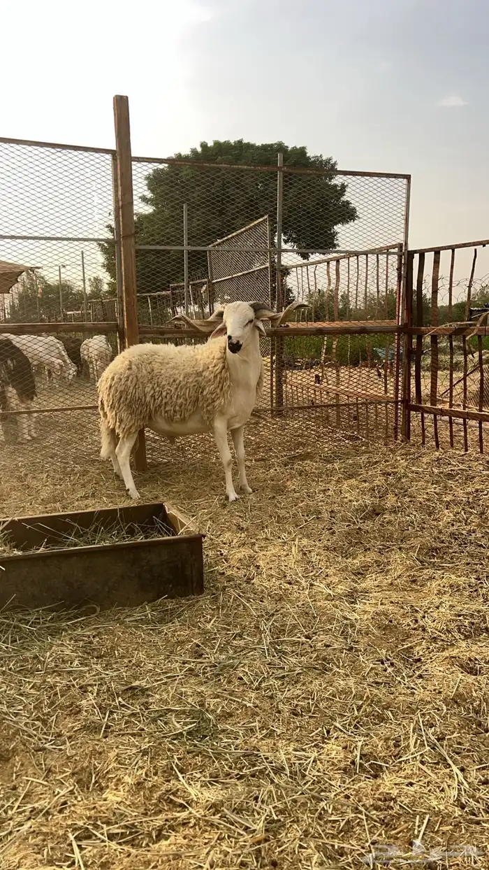 فرصة فرصة فحول صردية مغربية فاخرة 3