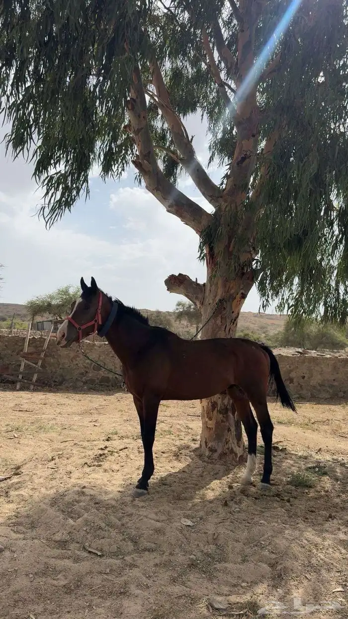 خيل للبيع قابل للبدل  خيل شعبي 0