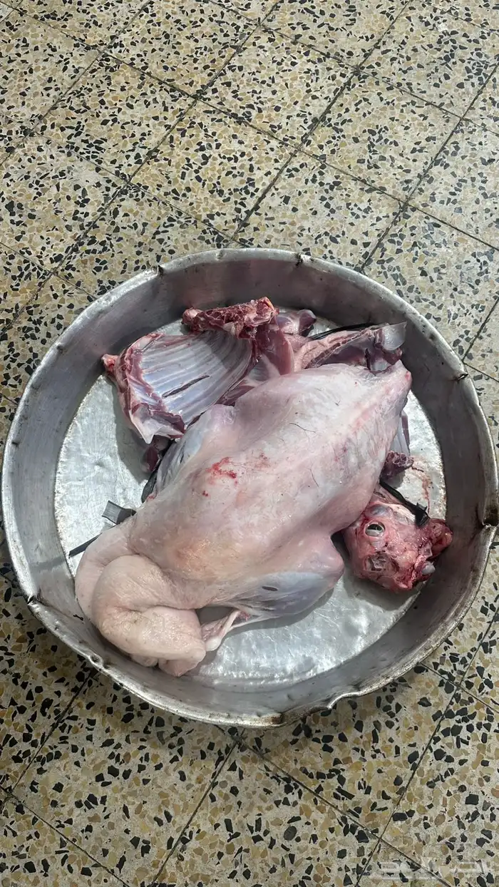 ذبايح نجد نعيمي حري سواكني مرابي تيوس مفاطيح وثلاجة 0