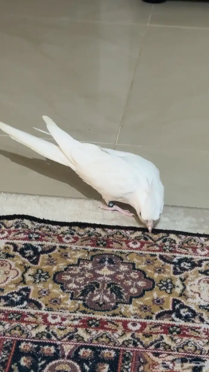 للبيع كروان البينو عيون حمراء 2