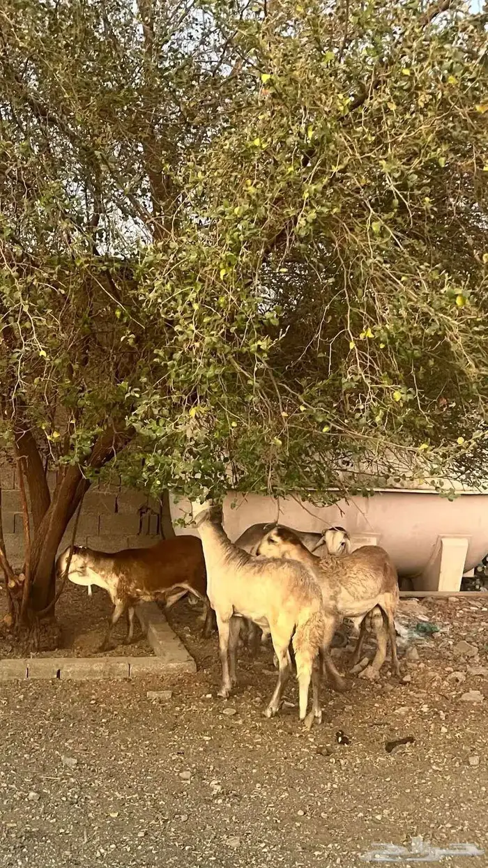 سواكن جذعان جبرة 1