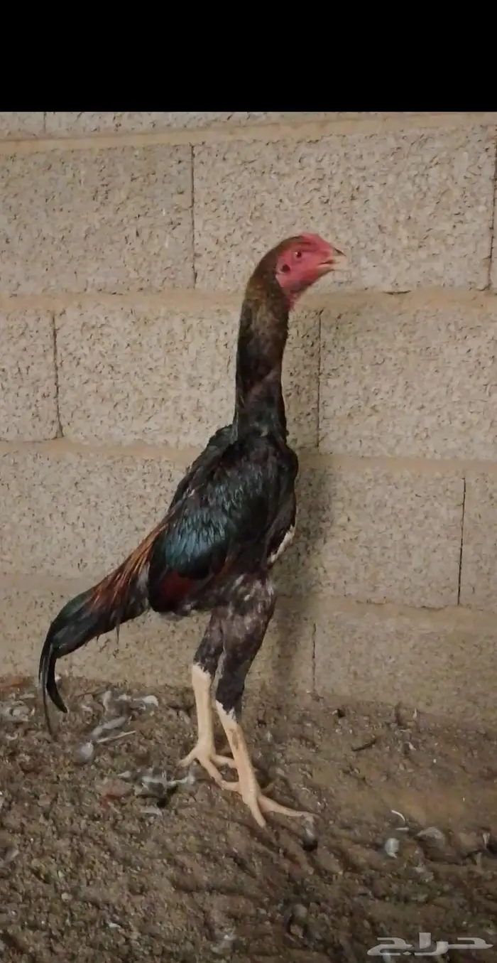 ديك شامو ياباني بطل 2