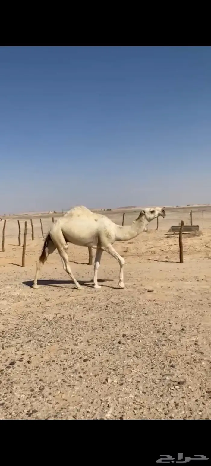 بكار ثنتين وقعود للبيع 0