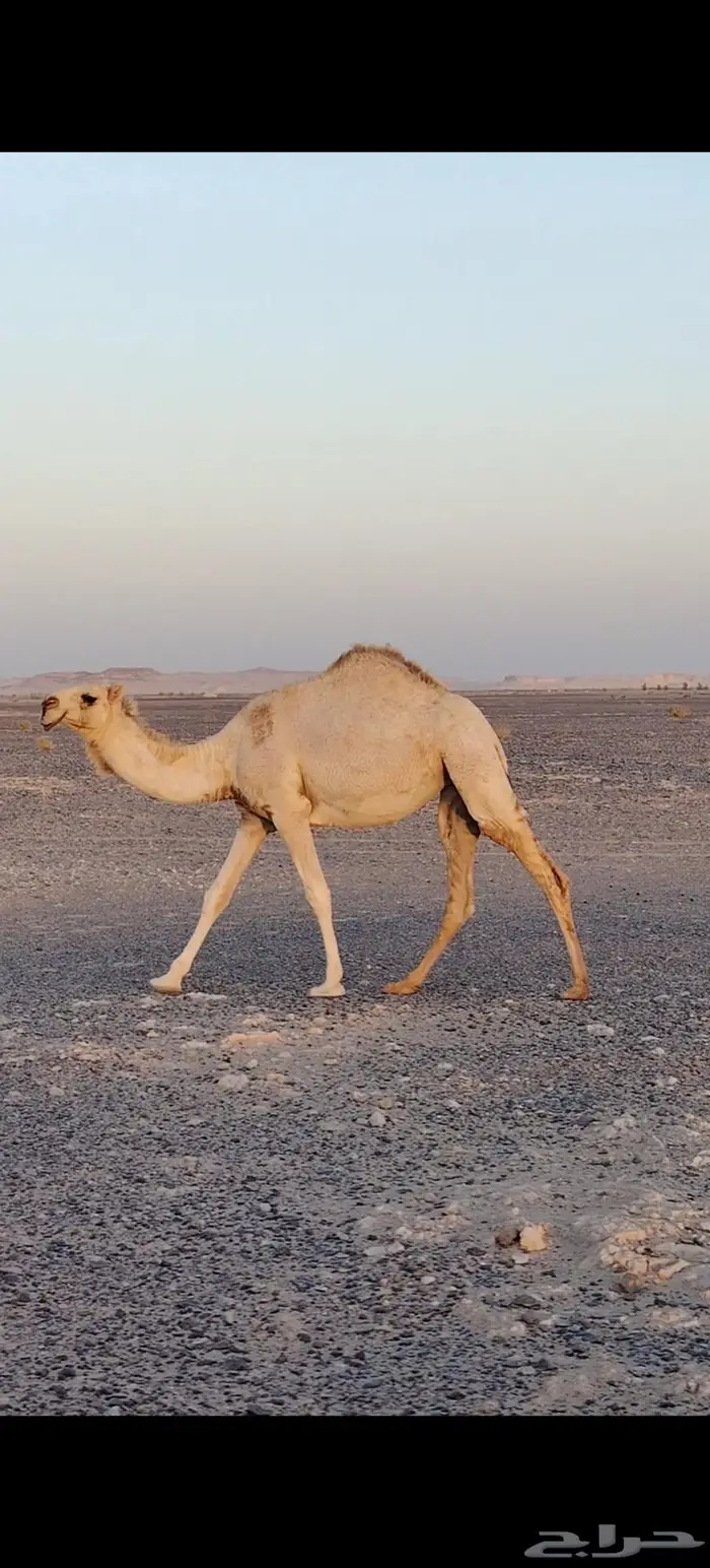 بكار ثنتين وقعود للبيع 2