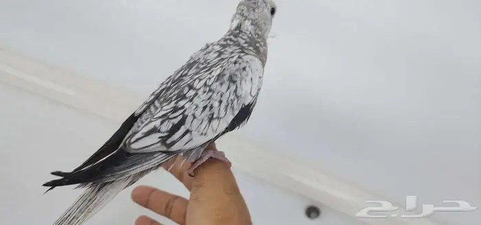 كروان اليف وهدد مع الصغير والكبير 3